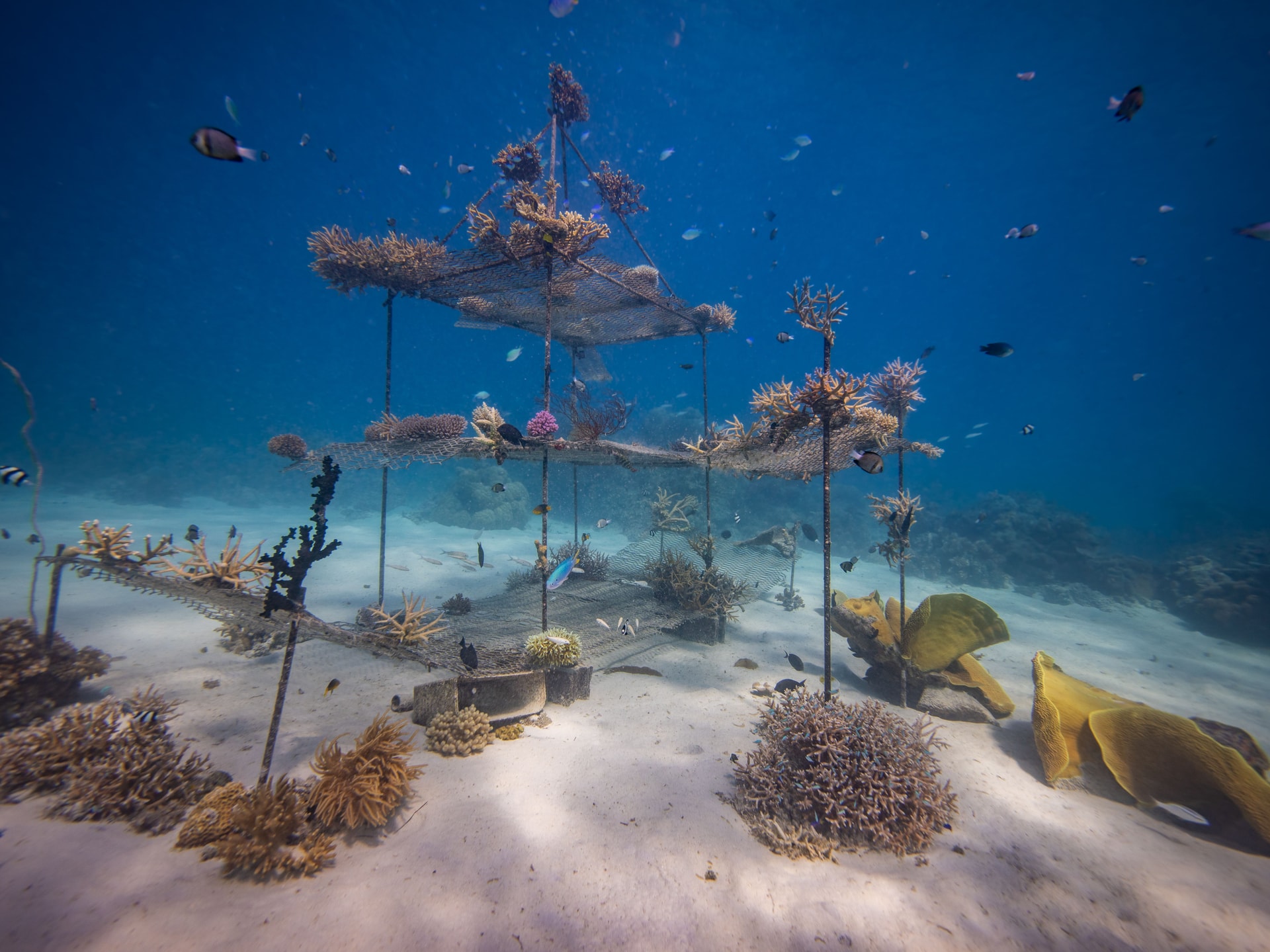 Reef exploration near RAH GILI